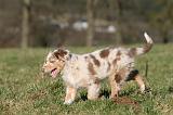 BERGER AUSTRALIEN PUPPIES 738